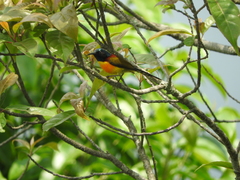 Aethopyga nipalensis