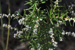 Leucopogon pimeleoides