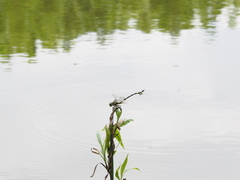 Sinictinogomphus clavatus