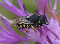 Pseudoanthidium nanum