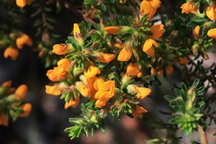 Pultenaea rostrata