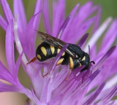 Pseudoanthidium nanum