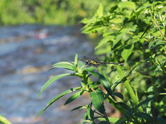 Asiagomphus pacificus