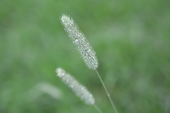 Phleum pratense