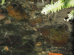 Asiagomphus pacificus