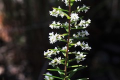Leucopogon pimeleoides