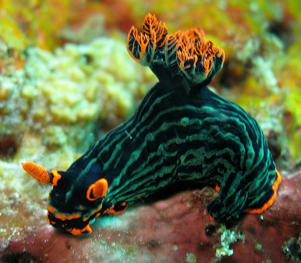 Trance Wrinkle Dorid