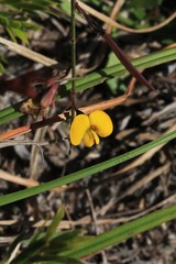 Bossiaea ensata