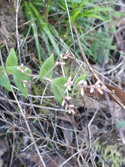 Leucopogon amplexicaulis