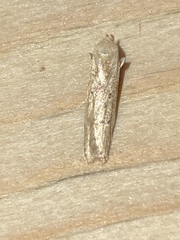 Blastobasis adustella