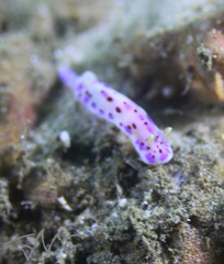 Goniobranchus thompsoni