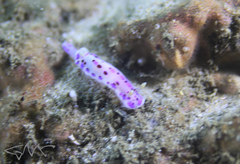 Goniobranchus thompsoni