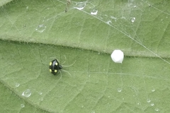Theridula