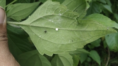 Theridula