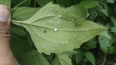Theridula