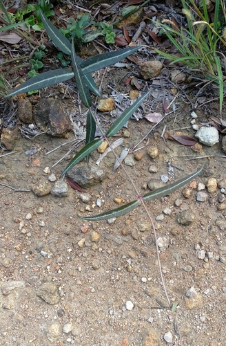 Gardneria multiflora (Gardneria multiflora)