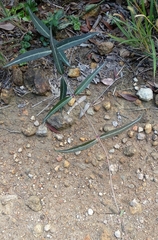 Gardneria multiflora