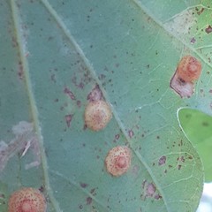 Neuroterus quercusbaccarum