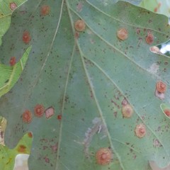 Neuroterus quercusbaccarum