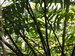 Gynacantha ryukyuensis