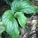 Pentaphragma begoniifolium - Photo (c) Al Kordesch,  זכויות יוצרים חלקיות (CC BY-ND)