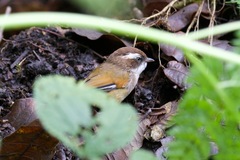 Fulvetta vinipectus