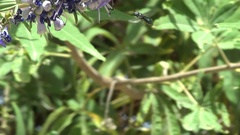 Ceratina cucurbitina