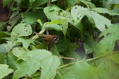 Fulvetta vinipectus