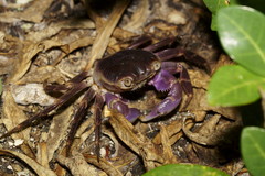 Geograpsus grayi