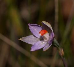 Thelymitra brevifolia