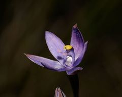 Thelymitra malvina