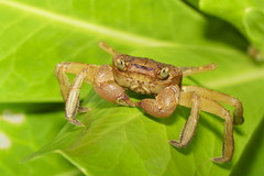 Circulium scandens