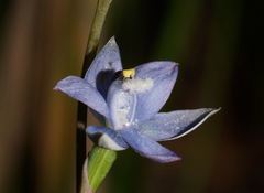 Thelymitra atronitida