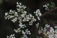 Leucopogon pimeleoides