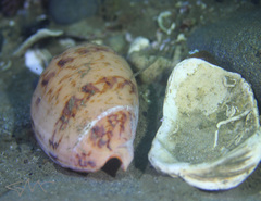Amoria hunteri