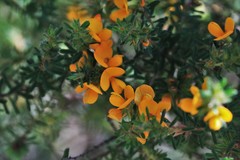 Pultenaea rostrata
