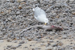 Mustelus mustelus
