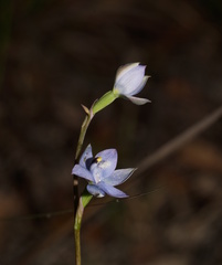 Thelymitra atronitida