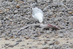 Mustelus mustelus
