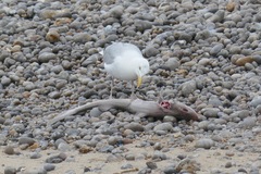 Mustelus mustelus