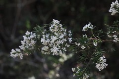 Leucopogon pimeleoides