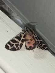 Apantesis nevadensis