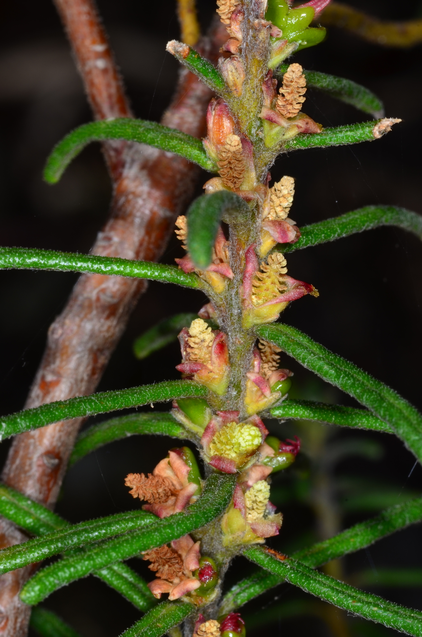 Bertya gummifera
