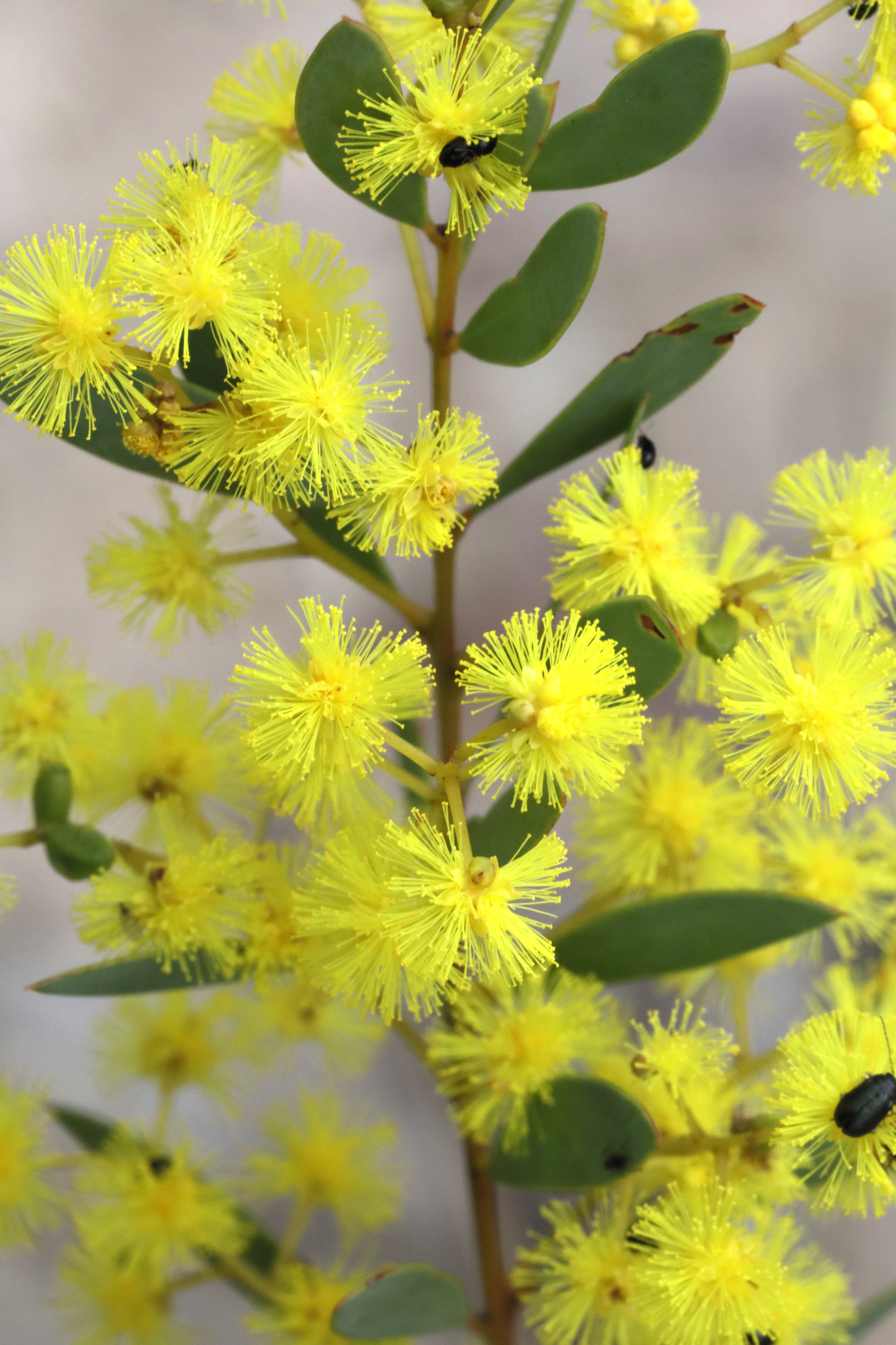Acacia buxifolia