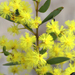 Box-leaved Wattle - Photo (c) Lise Kool, some rights reserved (CC BY-NC), uploaded by Lise Kool