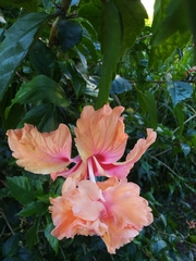 Hibiscus × archeri