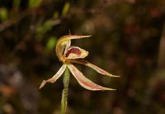 Caladenia tessellata