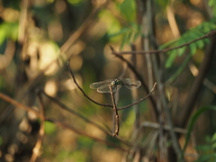 Lathrecista asiatica asiatica