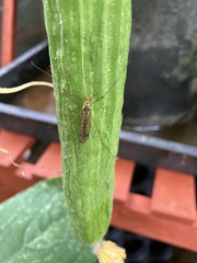 Nephrotoma flavipalpis