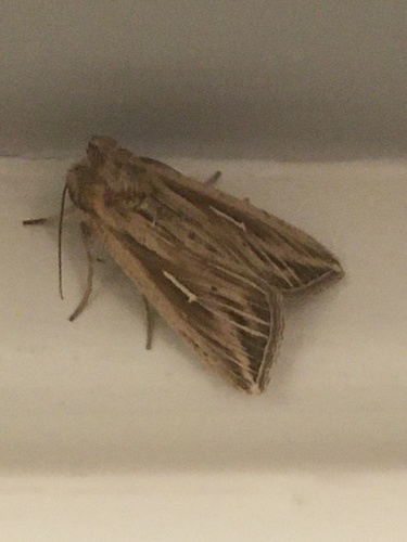 L-album Wainscot, Economenlaan, Tilburg, Noord-Brabant, NL, photo 7 of 10